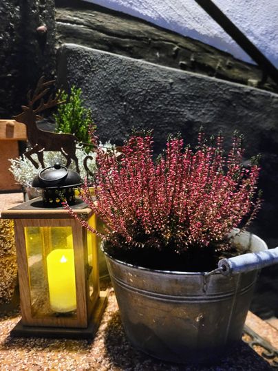 Eine dekorative Pflanze in einem Eimer, umgeben von einer Laterne mit warmem Licht. Im Hintergrund sind grüne Pflanzen und ein steiniger Untergrund zu sehen.