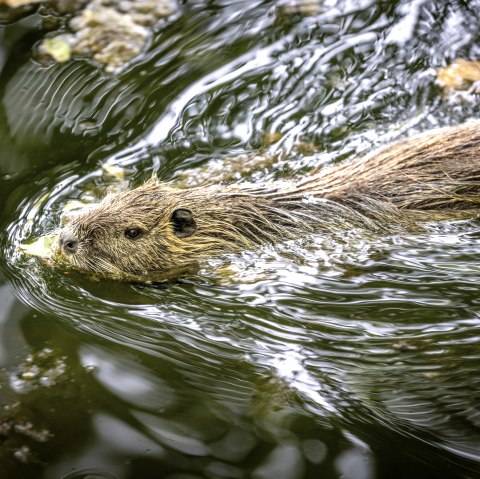 Nette Park Nutria, © Eifel Tourismus GmbH/Dominik Ketz
