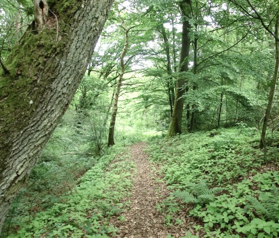 2 Beekpad: Afdaling naar de Sammetbach, © Eifel Tourismus GmbH