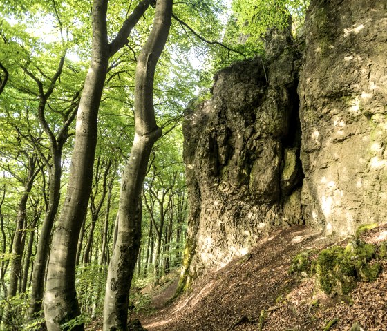 Beukenbos en rotswanden, © Eifel Tourismus, Dominik Ketz