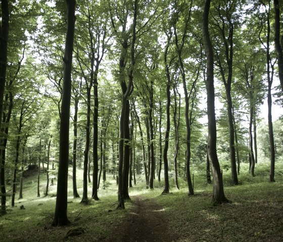 Forêt idyllique au Nerother Kopf, © Rheinland-Pfalz Tourismus, D. Ketz