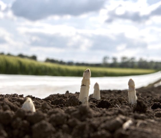 Asperges, © Foto Kroll