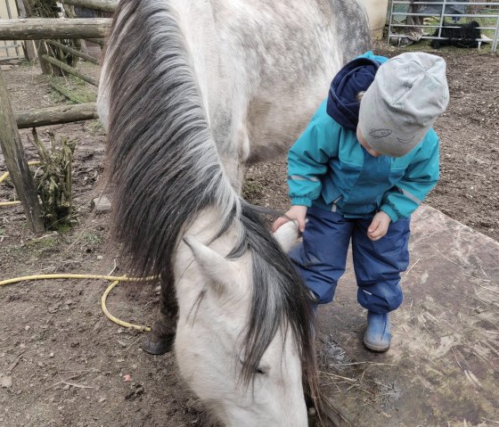 Horses