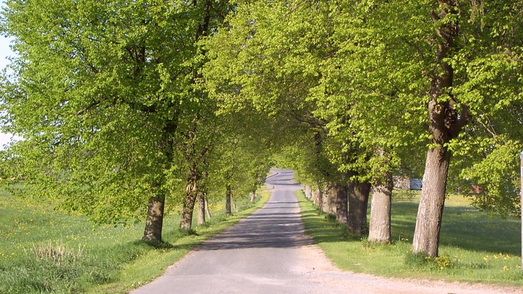 Een met bomen omzoomde landweg in de lente.