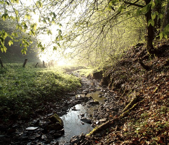 Wall track Weidingen, stream, © Naturpark Südeifel, Volker Teuschler
