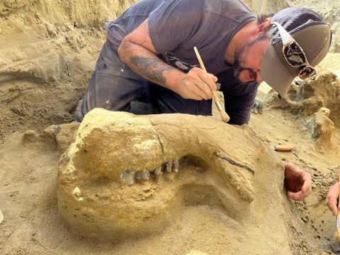 Ein Paläontologe arbeitet vorsichtig an einem Fossil im Sand. Er benutzt einen Pinsel, um die Entdeckung sorgfältig freizulegen.