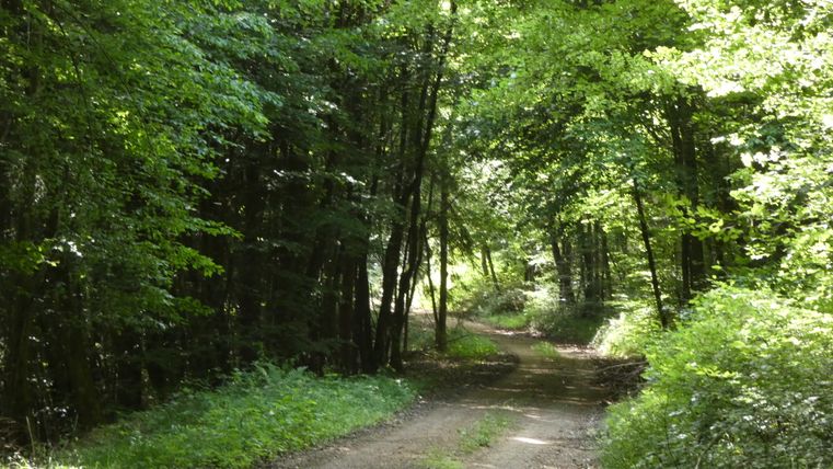 A shady forest path, surrounded by dense green foliage and trees, leads through a forest.