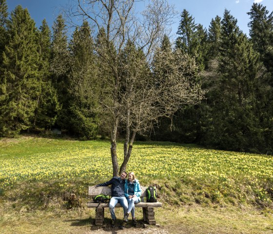 Daffodil route with flowering meadows, © Städteregion Aachen, Dominik Ketz