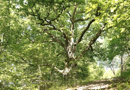Chemin du Vieux Chêne, © TI Kelberg
