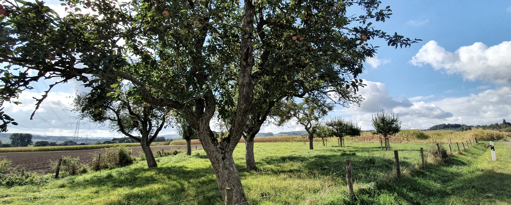 Une prairie verte avec des arbres fruitiers, des champs en arrière-plan et un ciel bleu avec des nuages. Une vue calme et champêtre., © TI Bitburger Land