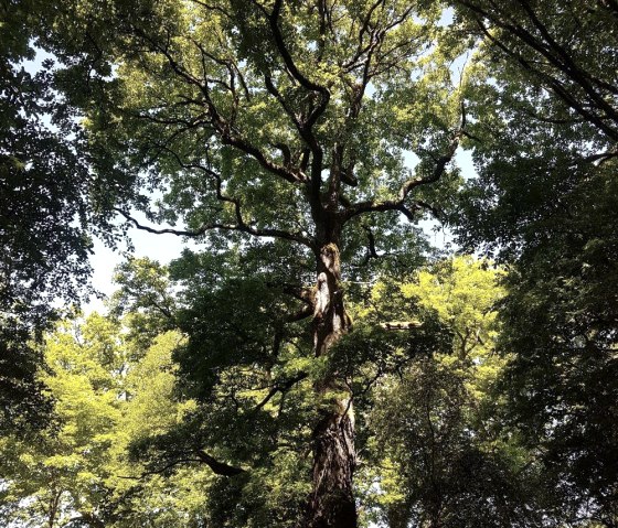 Indrukwekkend natuurmonument, © Tourist-Information Wittlich Stadt & Land