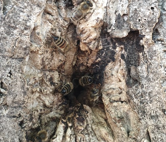Colonie d'abeilles sauvages, © Martin Schenk