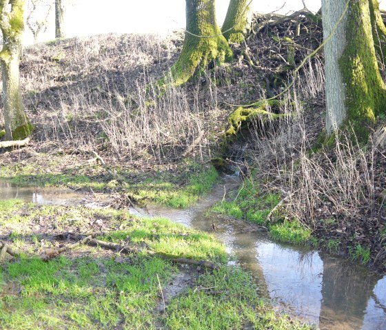 A small stream emerges from an overgrown embankment in the forest. Moss covers the trees and fresh grass grows on the banks., © Hermann-Josef Berscheid