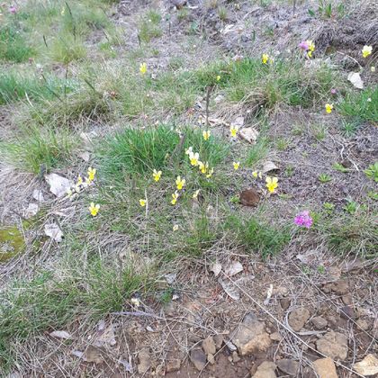 A meadow with various colorful wildflowers, including yellow and pink blossoms. The grass is green and the ground is partially visible.