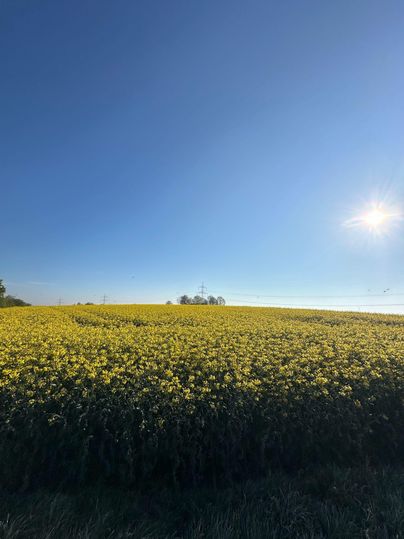 Ein sonniges Feld mit gelben Rapsblüten erstreckt sich bis zum Horizont. Der klare blaue Himmel sorgt für eine angenehme Atmosphäre.