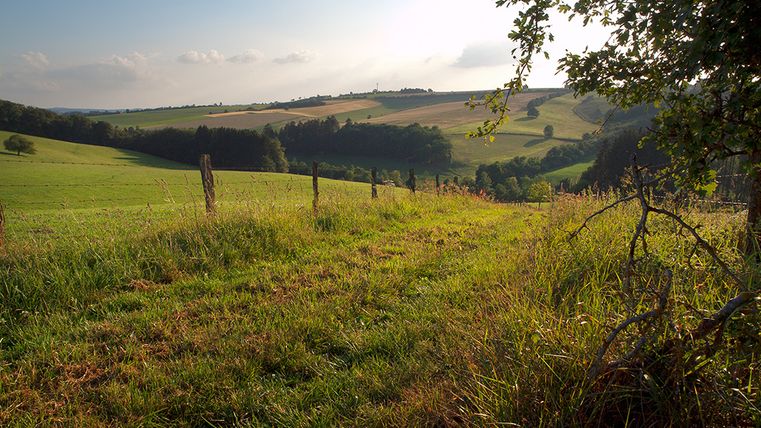 Landschap met weilanden, bomen en een hek op de voorgrond.