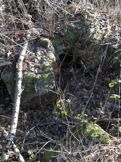 Ein bewuchs und moosbedeckter Felsen liegt im dichten Unterholz. Umgeben von trockenen Blättern und Ästen ist die natürliche Umgebung gut sichtbar.