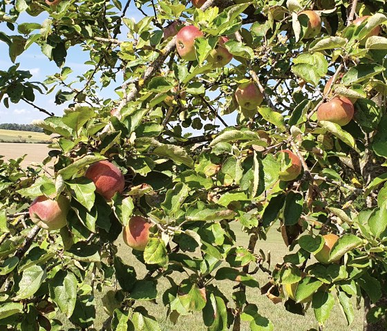 Een appelboom vol rode appels en groene bladeren staat in een landelijk landschap onder een blauwe lucht., © TI Bitburger Land - Steffi Wagner
