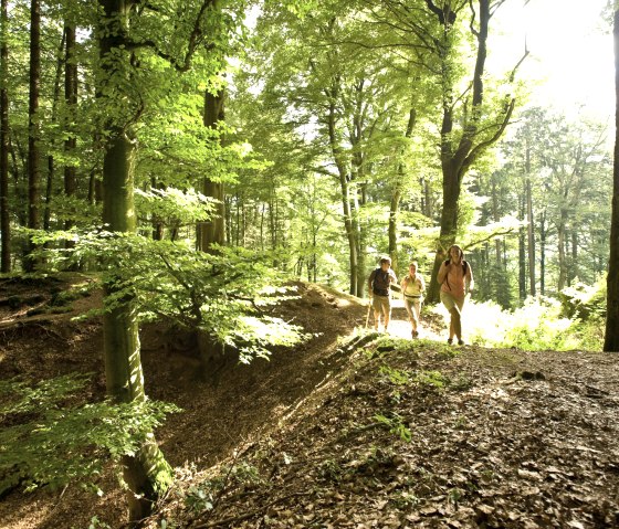 Sentier forestier sur la 10e étape de l'Eifelsteig, © Eifel Tourismus/D. Ketz