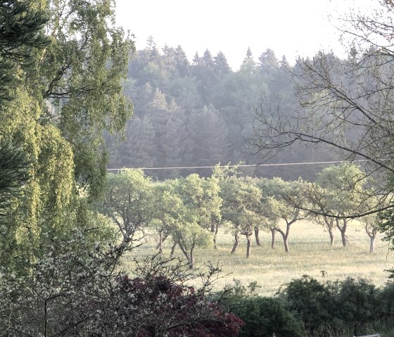 View from the garden to the north