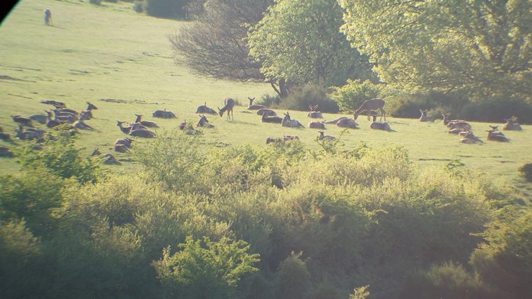 Eine Gruppe von Rehen ruht auf einer grünen Wiese. Um sie herum gibt es Bäume und Sträucher.