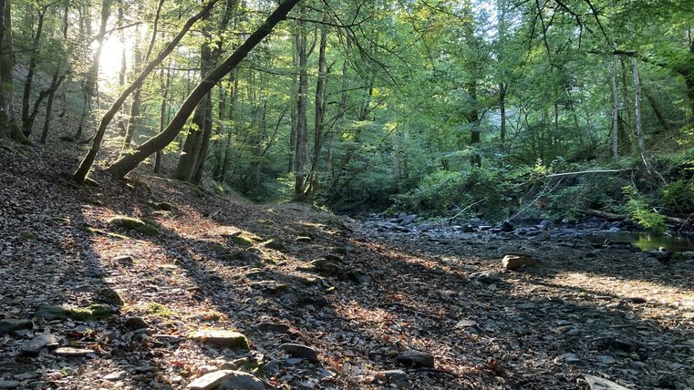 Ein ruhiger Waldweg mit Sonnenstrahlen, die durch die Bäume scheinen. Der Boden ist mit Laub und Steinen bedeckt.