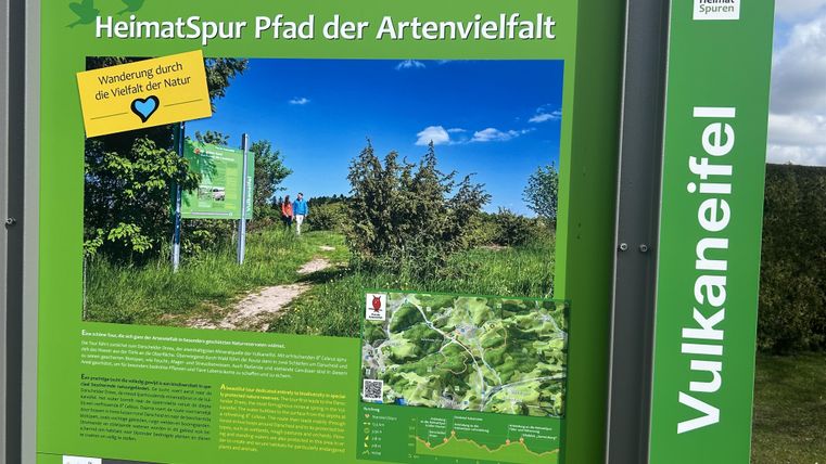 Ein ruhiger Weg durch einen grünen Wald, umgeben von Bäumen. Das Sonnenlicht fällt sanft auf den Boden und schafft eine friedliche Atmosphäre.