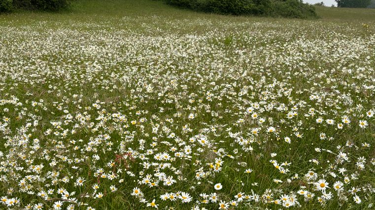 prairie d'été
