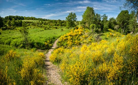 Ein ruhiger Weg durch eine Wiese mit leuchtend gelben Blumen. Umgeben von grünen Bäumen und einem blauen Himmel.