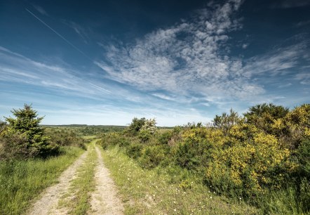 Bloeiende brem op het Dreibornplateau, © Stadt Schleiden, D. Ketz