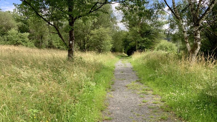 A hiking trail between the fields leads into the forest