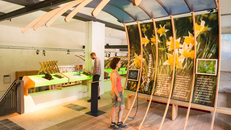 Tentoonstelling over wilde narcissen in het Höfen National Park.