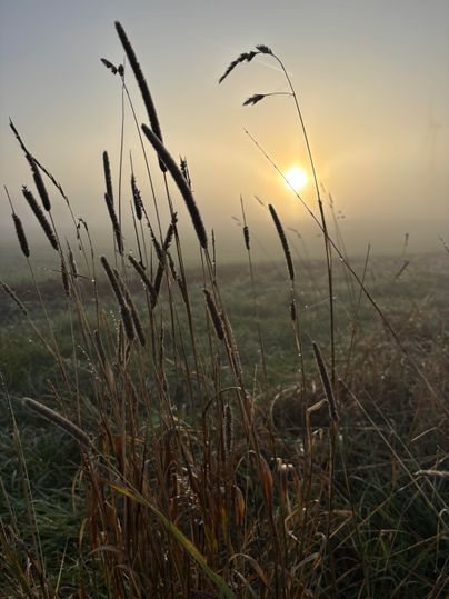 A foggy morning with grasses in the foreground. The sun rises behind the mist, creating a tranquil atmosphere.