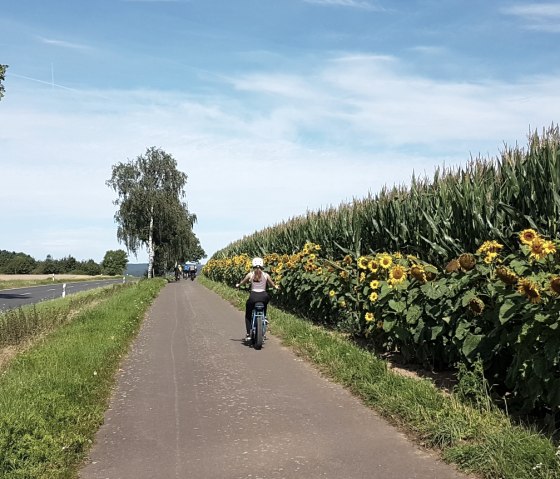 Sunflowers along the Eifel Pilgrims' Cycle Route, © Tourist-Information-Wittlich-Stadt-Land