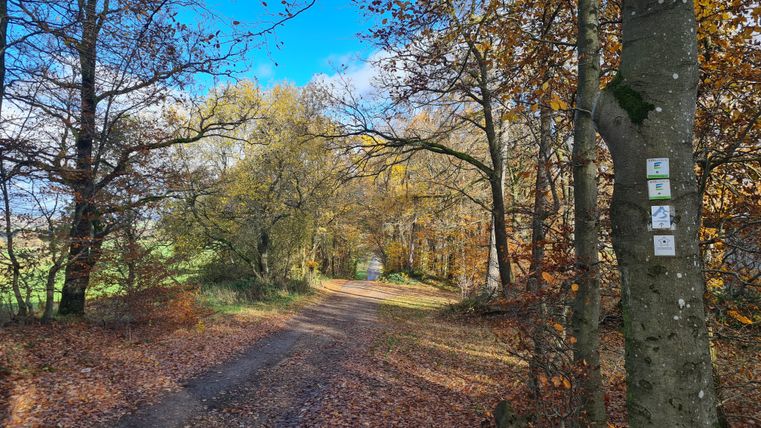Herfstachtige laan met loofbomen en blauwe lucht.