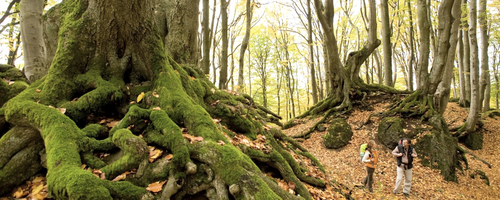 La forêt d'automne sur la 10e étape de l'Eifelsteig, © Rheinland-Pfalz Tourismus/D. Ketz