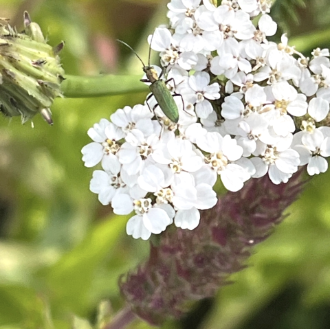 Blume, © Iris Fuhrmann