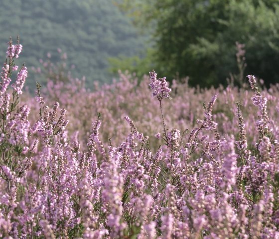 Wacholderheide, © VG Vordereifel