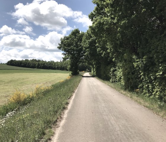 Les genêts en fleur sur la piste cyclable de l'Enz, © Eifel Tourismus GmbH