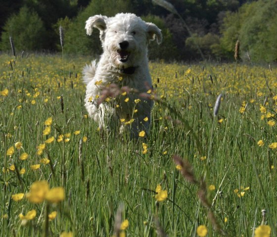 Hofhund_Bruno