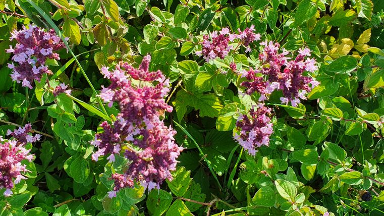 Nahaufnahme von lila Blüten und grünen Blättern auf der Wacholderroute bei Halsdorf.
