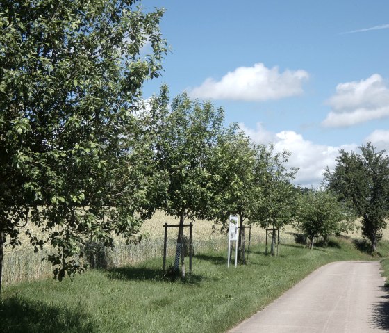 Ein schmaler Weg verläuft durch Streuobstwiesen mit grünen Bäumen, umgeben von Feldern unter einem blauen Himmel mit weißen Wolken., © Tourist-Information Bitburger Land, Melanie Salzburger