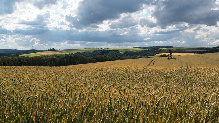 Champ de blé avec perchoir sous un ciel nuageux.