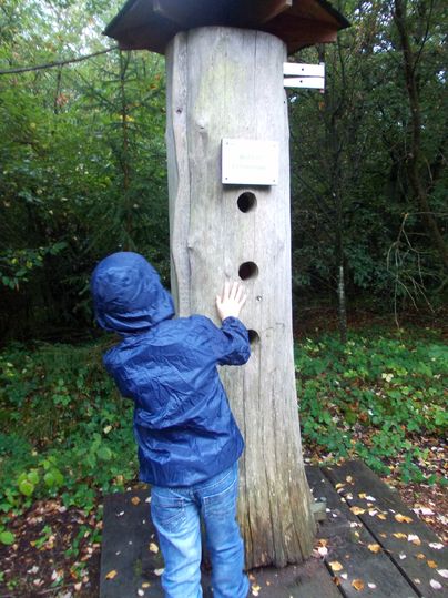 Kind in blauwe jas verkent een boomstam met gaten in een bos.