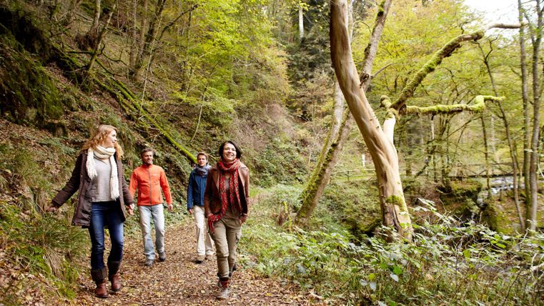 Four people hiking on a forest path in the fall.