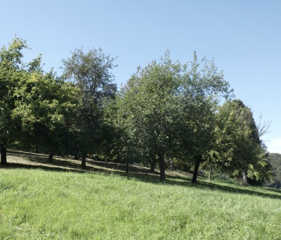 Green meadow with several trees under a clear blue sky. The landscape is calm and idyllic., © TI Bitburger Land