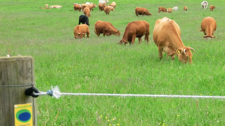 Koeien grazen op een weiland naast een wandelpad met een bordje '2 Bäche-Pfad'.