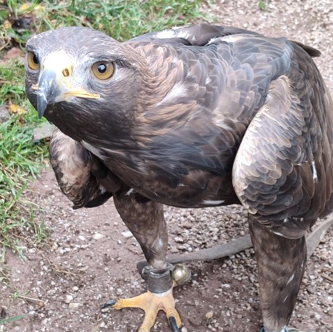 Greifvogel, © MP Photoart