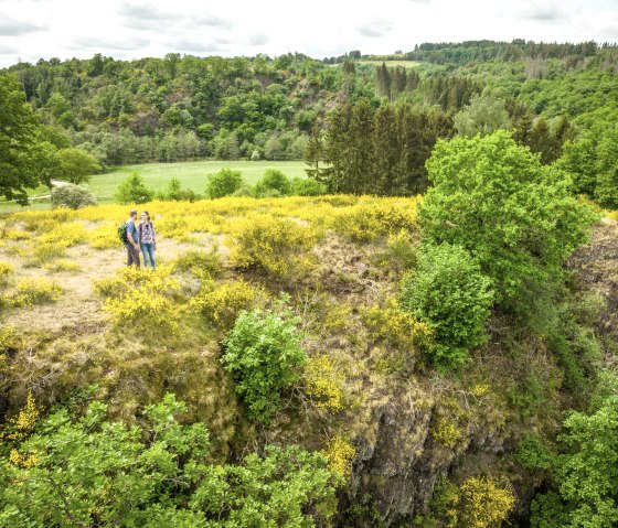 Ginster auf der Eifelgold Route, © Eifel Tourismus GmbH, Dominik Ketz