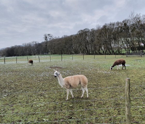 Des alpagas et des oies paissent dans une prairie clôturée. En arrière-plan, on aperçoit des arbres et un ciel nuageux., © Tourist-Information Bitburger Land / Steffi Wagner
